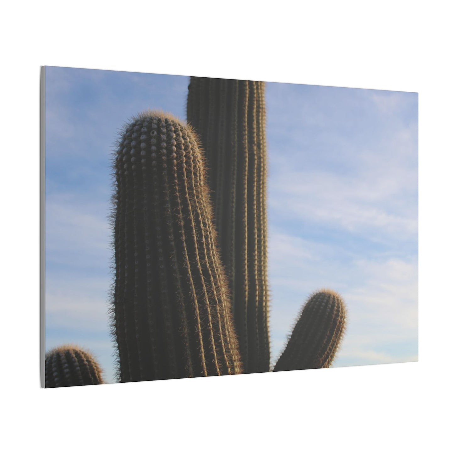Cactus Wall Print - Eco-Friendly Canvas