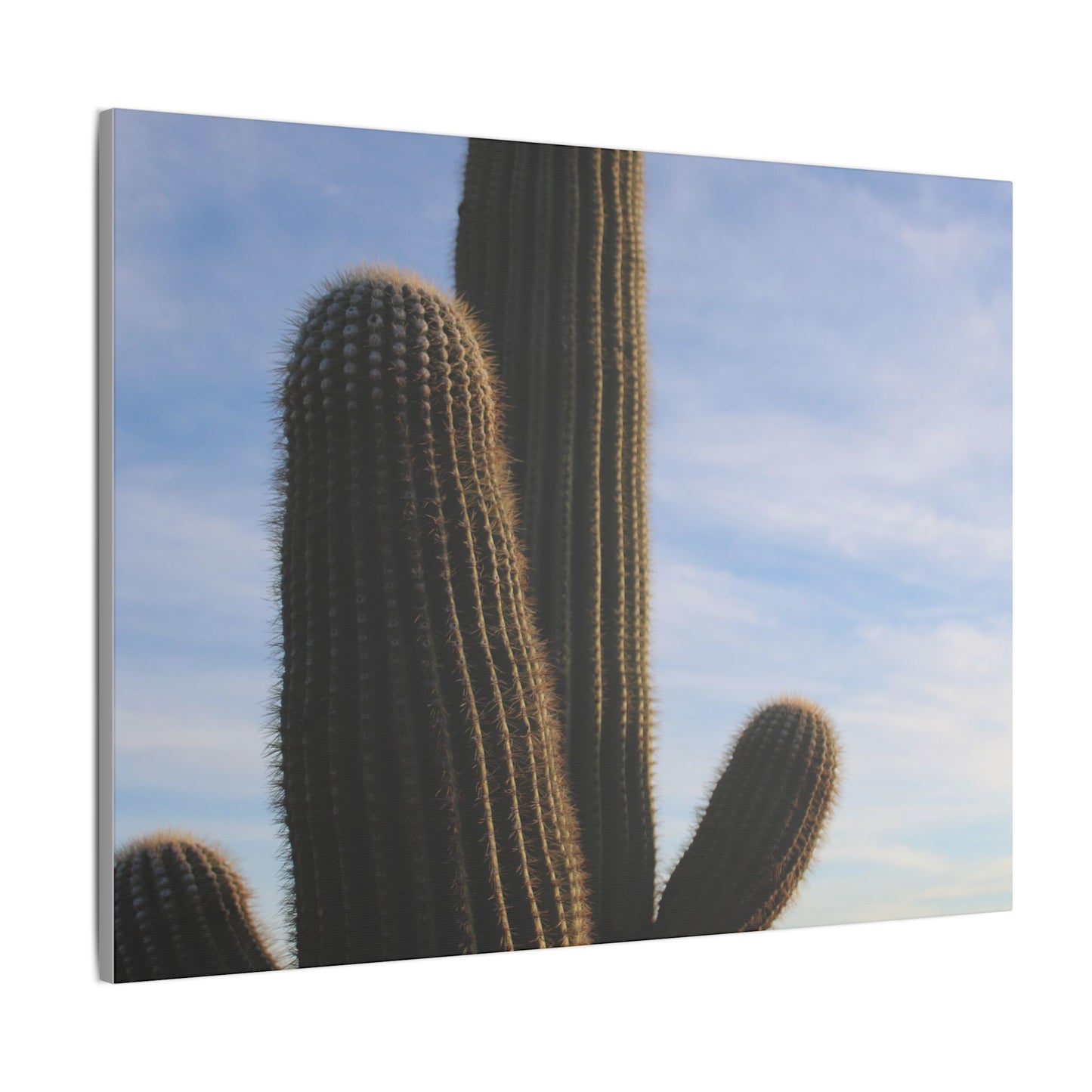 Cactus Wall Print - Eco-Friendly Canvas