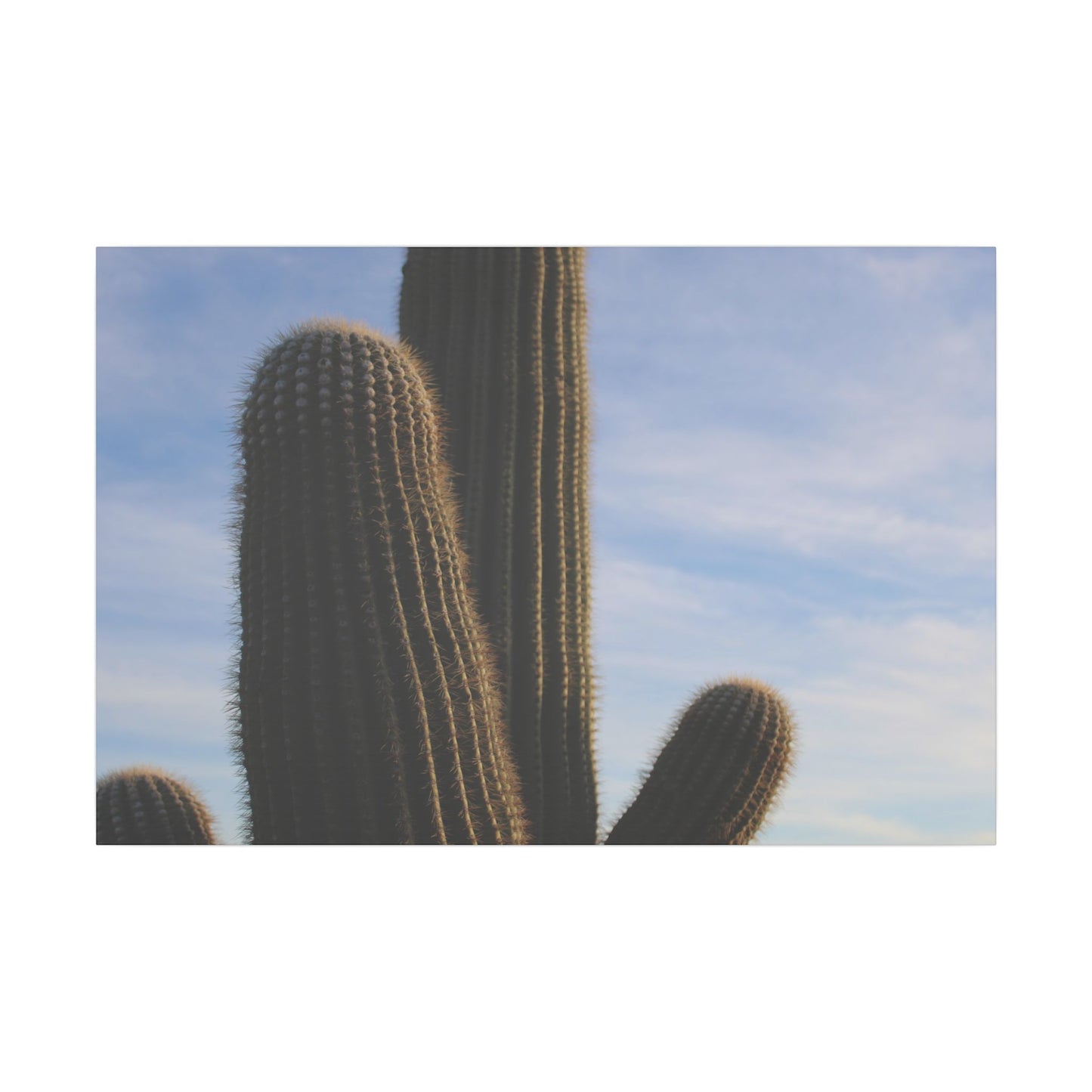 Cactus Wall Print - Eco-Friendly Canvas