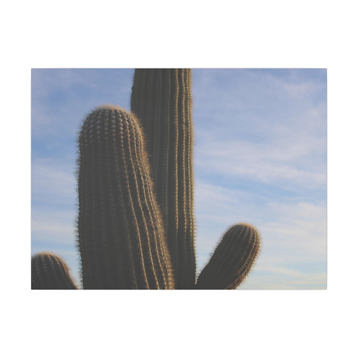 Cactus Wall Print - Eco-Friendly Canvas